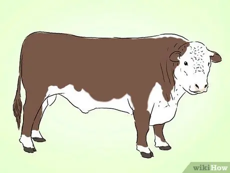 Определение крупного рогатого скота герефордской породы Шаг 2