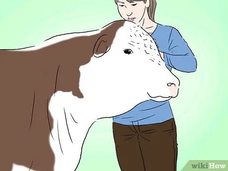 Определение крупного рогатого скота герефордской породы Шаг 4