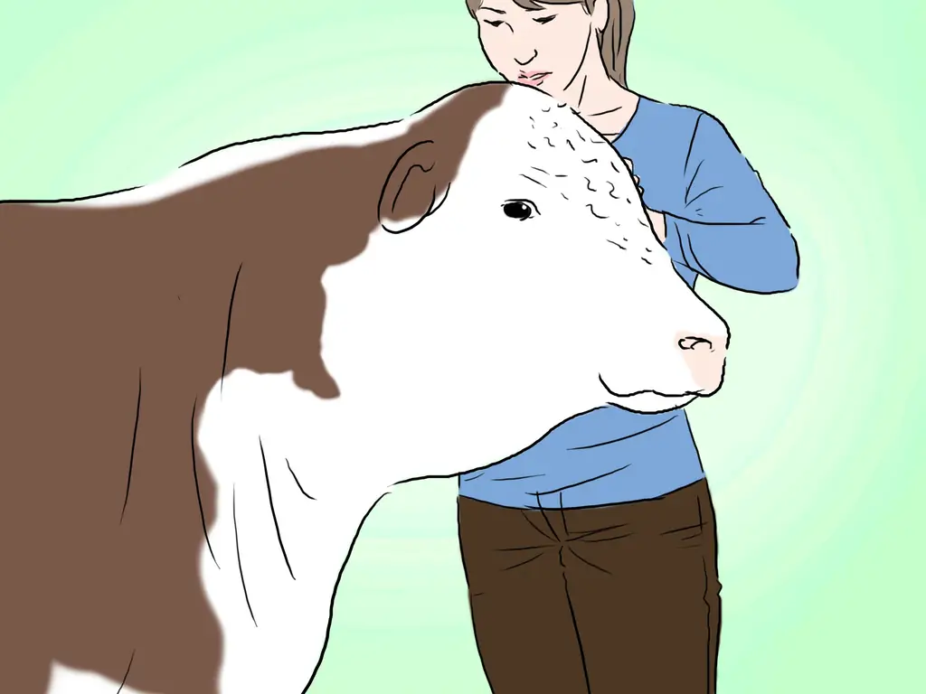 Как идентифицировать герефордский скот: 4 шага (с иллюстрациями)