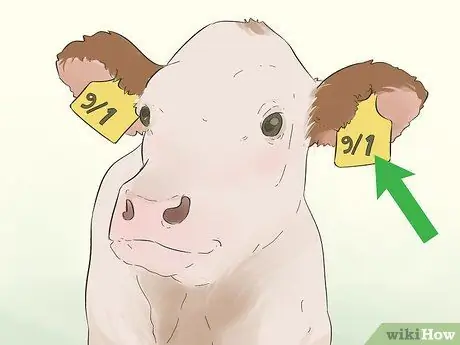 Напишите бирки для ушей крупного рогатого скота Шаг 4