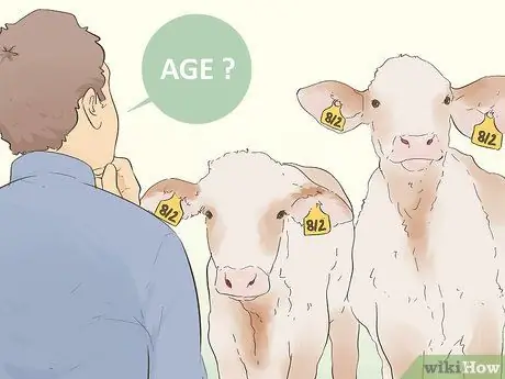 Напишите бирки для ушей крупного рогатого скота Шаг 6