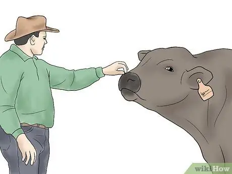 Разведение коров и телок естественным путем Шаг 3