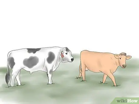 Разведение коров и телок естественным путем Шаг 4
