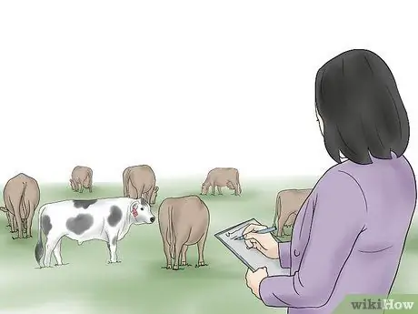 Разведение коров и телок естественным путем Шаг 5