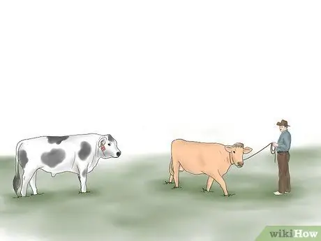 Разведение коров и телок естественным путем Шаг 6