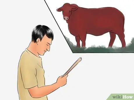 Определение крупного рогатого скота Beefmaster Шаг 3