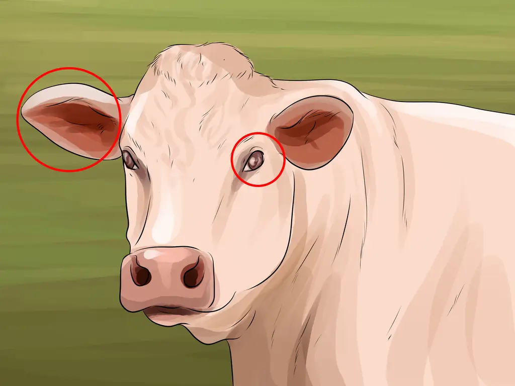 Как определить крупный рогатый скот шароле: 9 шагов (с иллюстрациями)