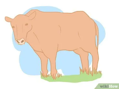 Соберите сперму быка для экзамена на воспроизводимость, шаг 14