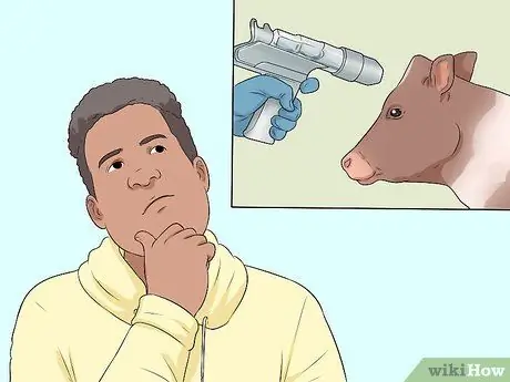 Гуманно усыпить корову Шаг 4