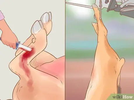 Убой крупного рогатого скота Шаг 12