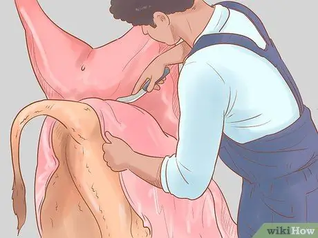 Убой крупного рогатого скота Шаг 15