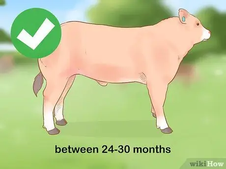 Убой крупного рогатого скота, шаг 2