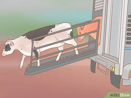 Убой крупного рогатого скота Шаг 20