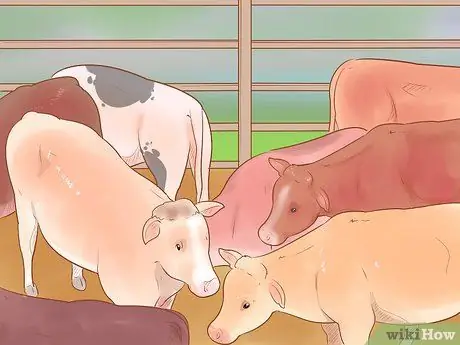 Убой крупного рогатого скота Шаг 21