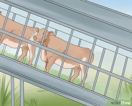 Убой крупного рогатого скота Шаг 22