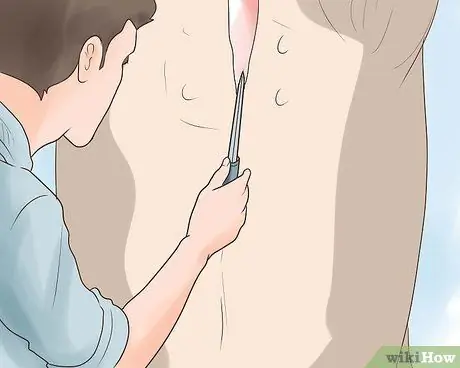 Убой крупного рогатого скота Шаг 28