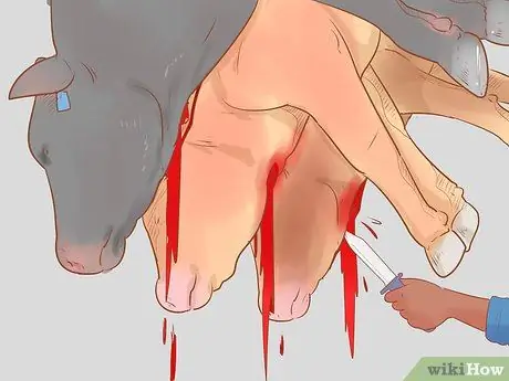 Убой крупного рогатого скота Шаг 25