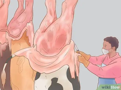 Убой крупного рогатого скота Шаг 26