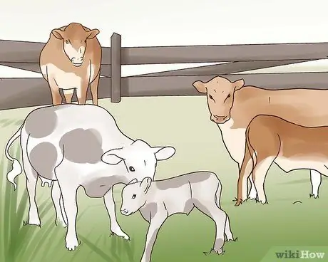 Убой крупного рогатого скота Шаг 20