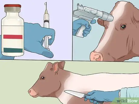 Гуманно усыпить корову Шаг 1