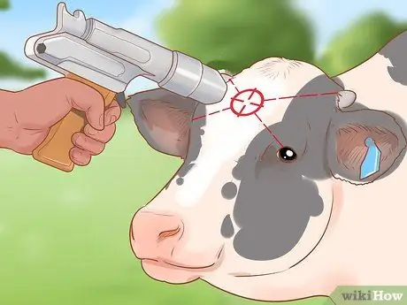 Убой крупного рогатого скота Шаг 7