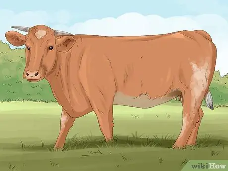 Определение крупного рогатого скота штата Мэн Анжу Шаг 1