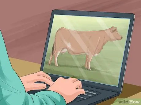 Определение крупного рогатого скота штата Мэн-Анжу Шаг 12