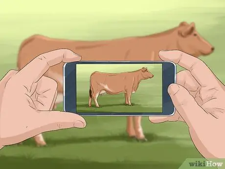 Определение крупного рогатого скота штата Мэн Анжу Шаг 13