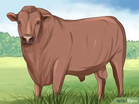 Определение крупного рогатого скота штата Мэн-Анжу Шаг 3