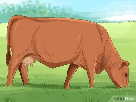 Определение крупного рогатого скота штата Мэн-Анжу Шаг 4