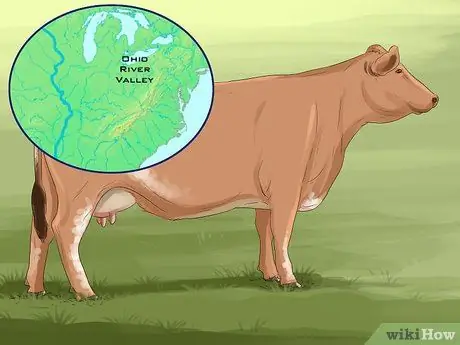 Определение крупного рогатого скота штата Мэн-Анжу Шаг 8