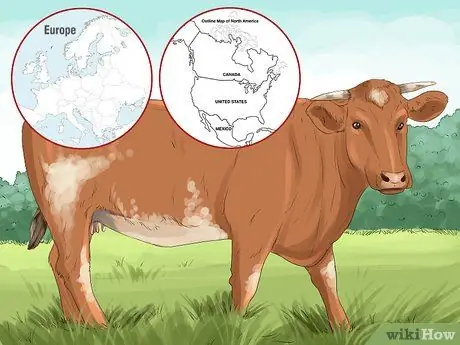 Определение крупного рогатого скота штата Мэн-Анжу Шаг 9