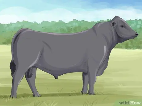 Определение шортхорнского скота Шаг 2