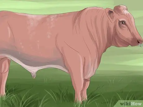 Определите шортхорнский скот Шаг 3