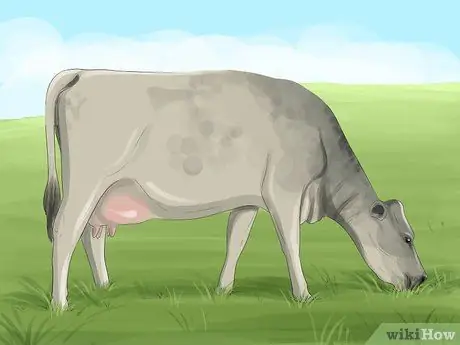 Определить шортхорнский скот Шаг 4