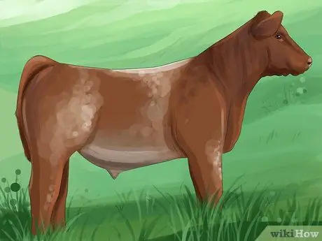 Определить шортхорнский скот Шаг 7