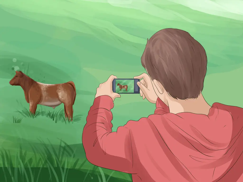 Как определить крупный рогатый скот шортхорнов: 10 шагов (с иллюстрациями)