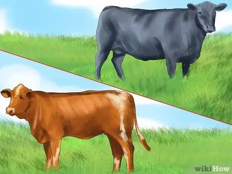 Идентификация Краснопырского крупного рогатого скота Шаг 2