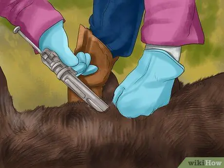 Идентификация Краснопырского крупного рогатого скота Шаг 6