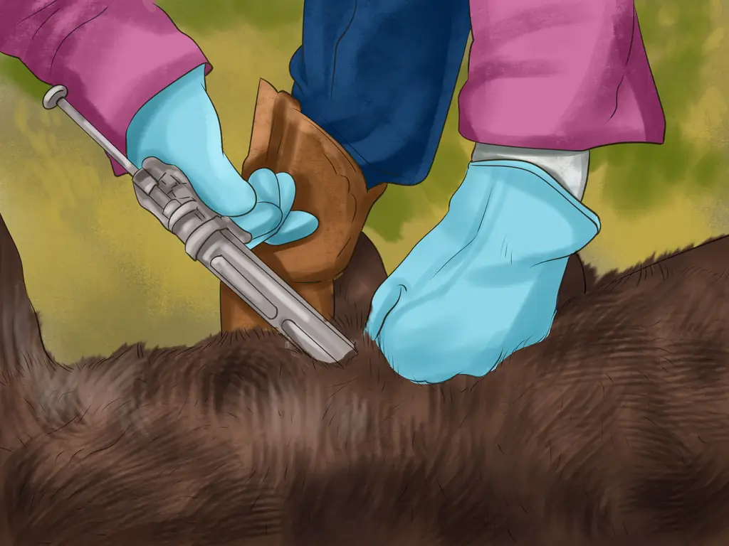 Как определить краснопырный рогатый скот: 6 шагов (с иллюстрациями)