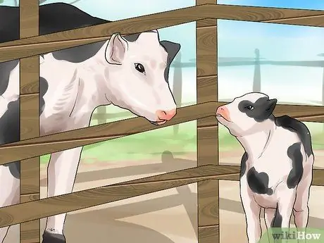 Уход за телятами Шаг 11