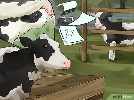 Уход за телятами Шаг 13