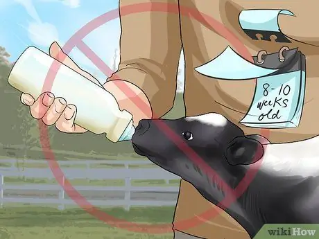 Уход за телятами Шаг 18