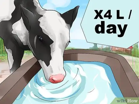 Уход за телятами Шаг 19