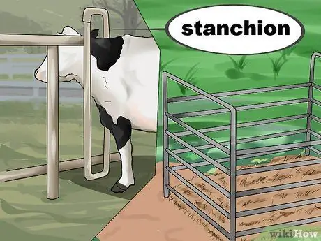 Уход за телятами Шаг 2