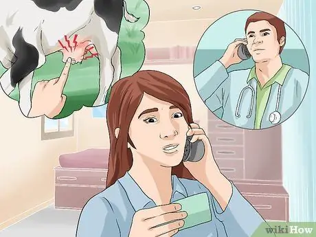 Уход за телятами Шаг 4