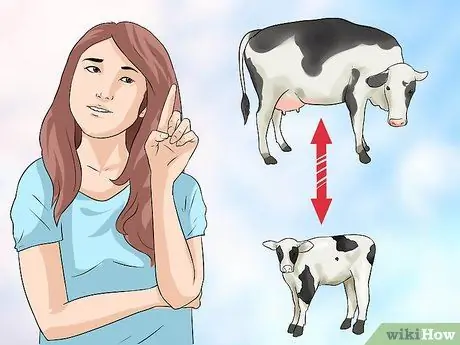 Уход за телятами Шаг 8