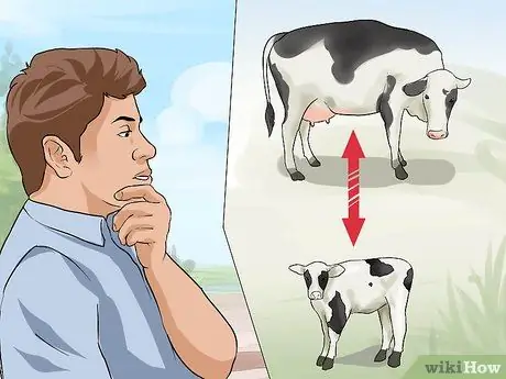 Уход за телятами Шаг 9