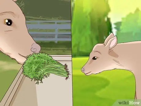 Кормление телят из бутылочки Шаг 12