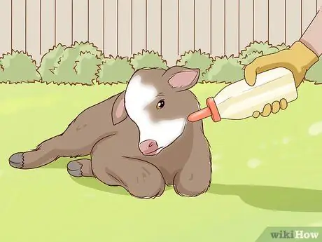 Кормление телят из бутылочки Шаг 14